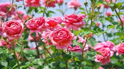 Hoa hồng có rất nhiều màu nhưng màu hồng thường được sử dụng phổ biến