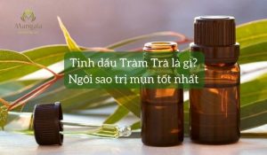 Tinh dầu Tràm Trà là gì Ngôi sao trị mụn tốt nhất