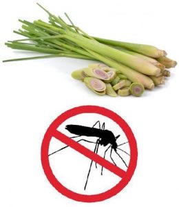 Tinh dầu Sả rất hiệu quả khi đuổi muỗi