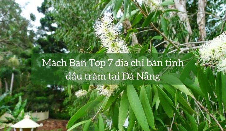 Mách Bạn Top 7 địa chỉ bán tinh dầu tràm tại Đà Nẵng