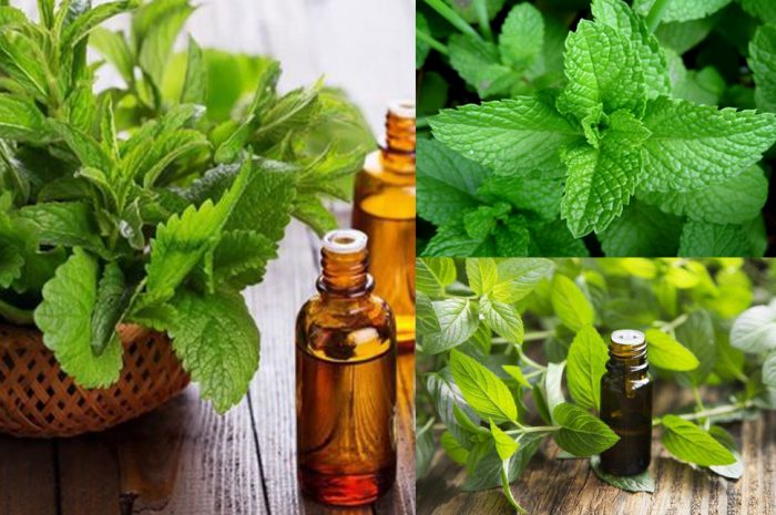 tinh dau bac ha co tac dung gi