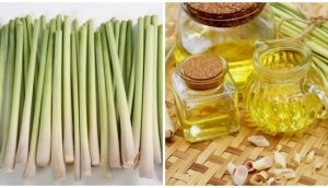 Tinh chất từ cây sả có chứa khá nhiều loại vitamin là A, B2, B3, B5, C, Folate và các khoáng chất như sắt, kẽm, magie, mangan, kali...