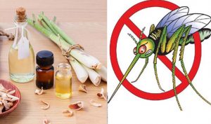 Tinh dầu sả đuổi muỗi có tác dụng khử mùi, đuổi muỗi và côn trùng.