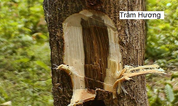 tinh dau tram huong co tac dung gi