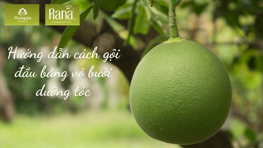 goi dau bang vo buoi