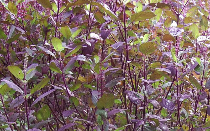 cay huong nhu co tac dung gi