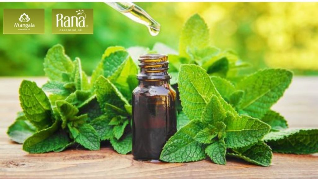 tinh dau bac ha duoi chuot