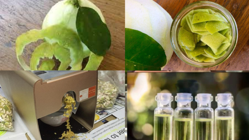 cach chung cat tinh dau buoi