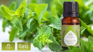 cach lam tinh dau bac ha